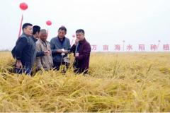 大企业跨界农业：新质出产力引领农业新